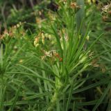 Plantago arborescens. Верхушка цветущего побега. Испания, Канарские о-ва, Тенерифе, горный массив Анага, окр. пос. Taganana, термофильное кустарниковое сообщество. 8 марта 2008 г.