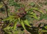 Sambucus sibirica