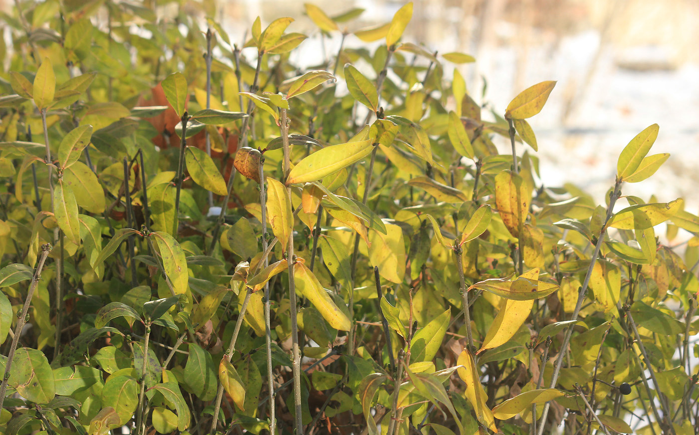 Image of Ligustrum vulgare specimen.