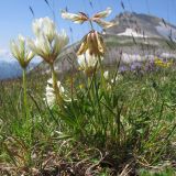 Trifolium polyphyllum