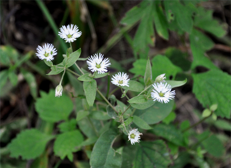 Изображение особи Fimbripetalum radians.