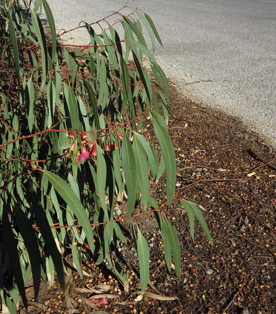 Изображение особи Eucalyptus leucoxylon.