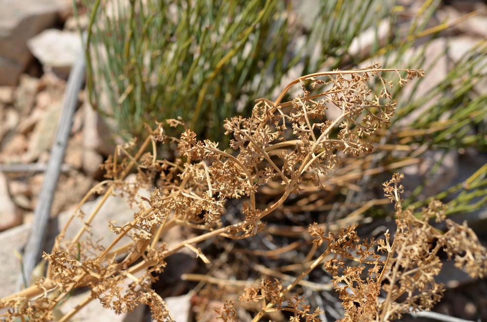 Image of Ferula ovina specimen.