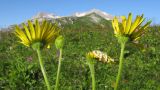 Doronicum macrophyllum. Верхушки побегов с соцветиями в разной степени развития. Адыгея, Кавказский биосферный заповедник, северо-восточный склон горы Блям, ≈ 2100 м н.у.м., субальпийский высокотравный луг. 19.07.2015.