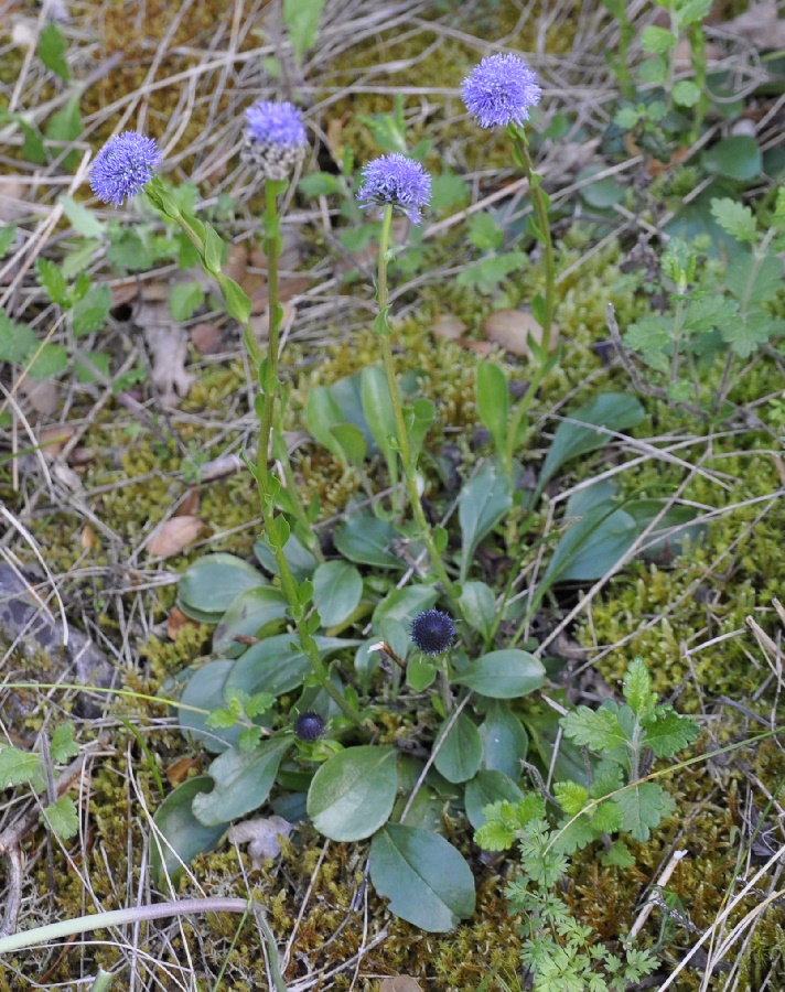 Изображение особи Globularia bisnagarica.