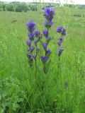 Campanula glomerata