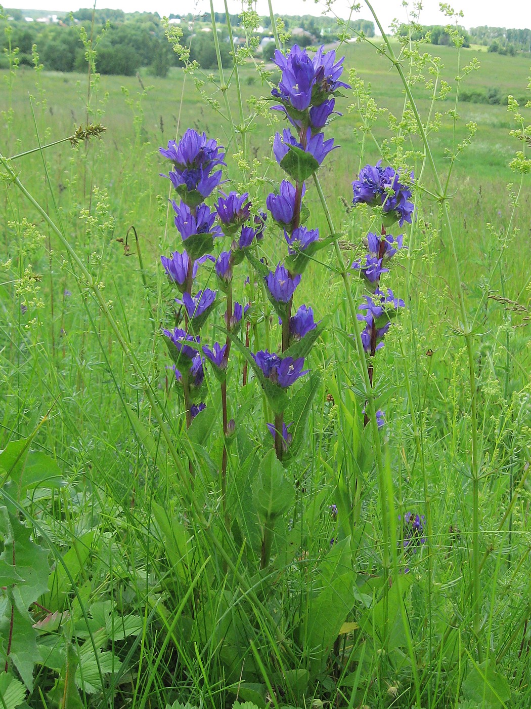 Image of Campanula glomerata specimen.