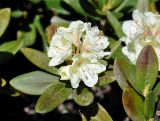 Rhododendron caucasicum. Верхушка побега с соцветием. Карачаево-Черкесия, окр. пос. Архыз, долина р. София, субальпийский луг (выс. около 2000 м н.у.м.). 18.06.2015.