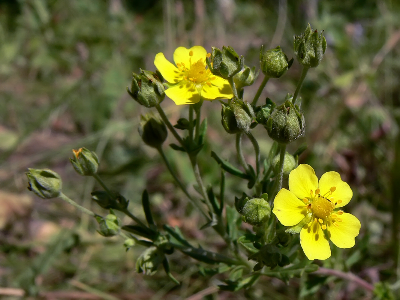 Image of Potentilla argentea specimen.