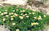 Sieversia pusilla