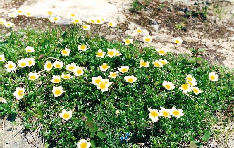 Image of Sieversia pusilla specimen.