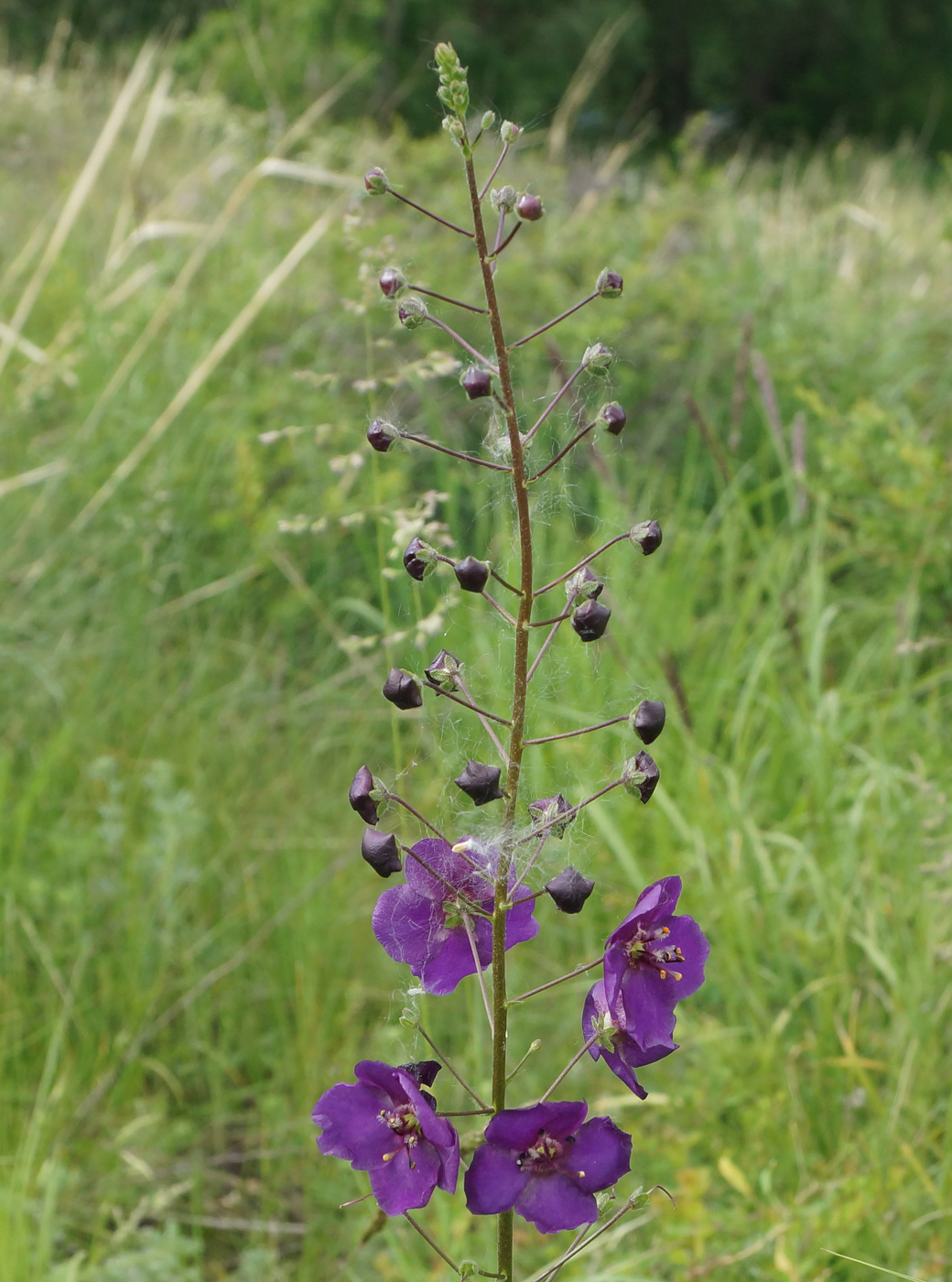 Image of Verbascum phoeniceum specimen.