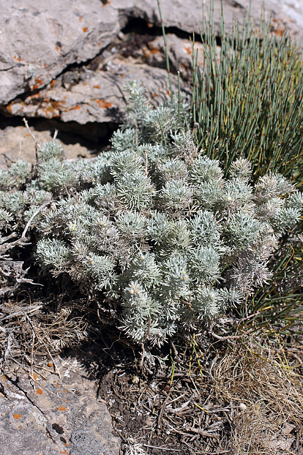 Image of Artemisia rutifolia specimen.