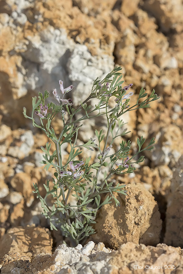 Image of Fumaria parviflora specimen.