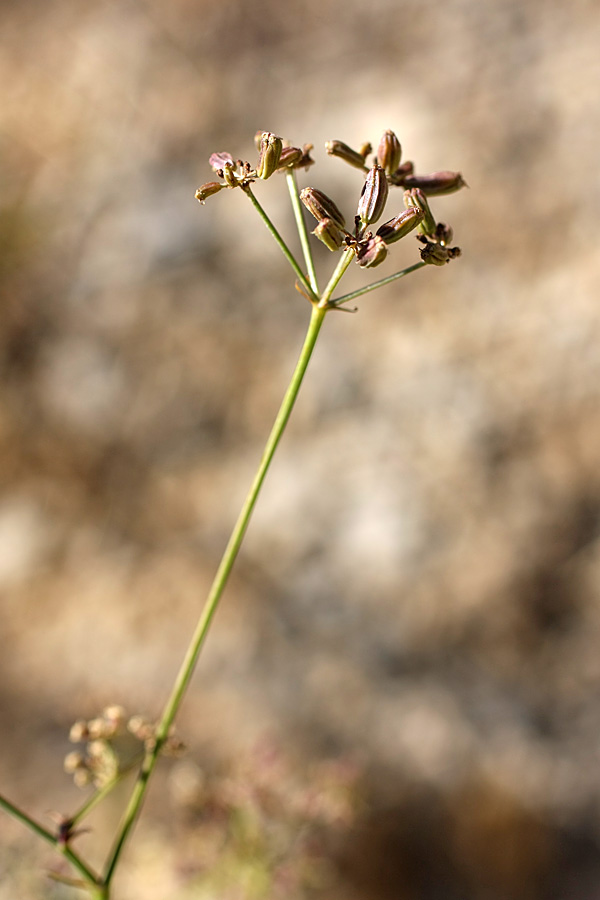 Image of Karatavia kultiassovii specimen.