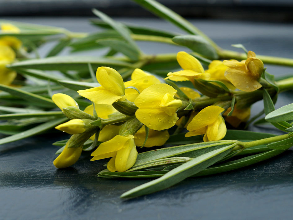 Изображение особи Thermopsis turkestanica.