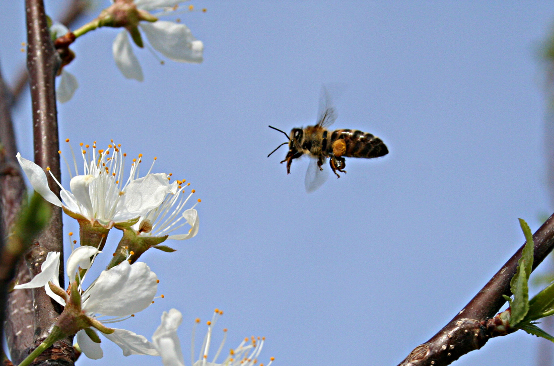 Изображение особи Prunus domestica.