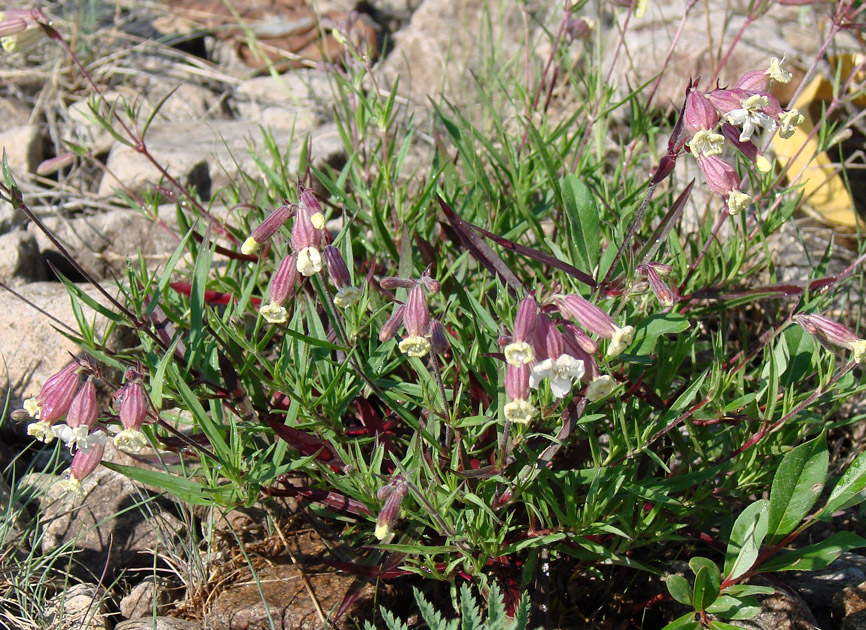 Image of Silene amoena specimen.