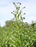 Cynoglossum officinale