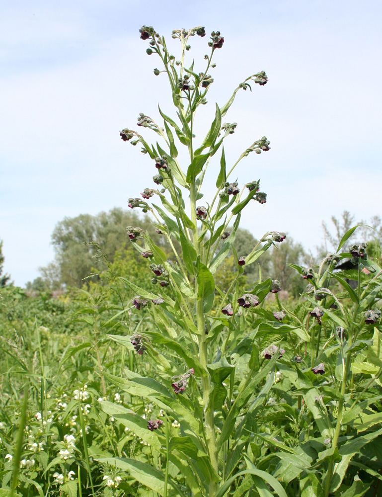 Изображение особи Cynoglossum officinale.