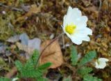 genus Dryas. Побег с цветком. Якутия (Саха), Алданский р-н, окр. пос. Тобук, берег р. Алдан, выходы известняков. 16.06.2012.