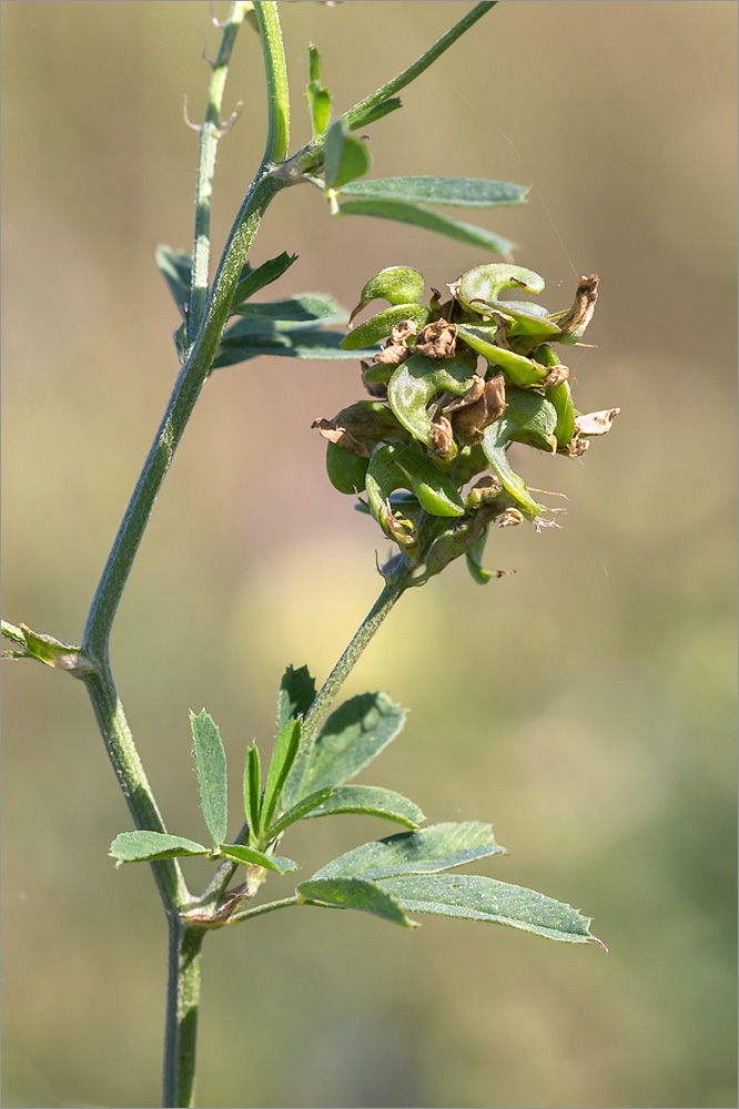 Изображение особи Medicago &times; varia.