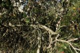 Eucalyptus forrestiana