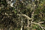 Eucalyptus forrestiana. Часть кроны цветущего дерева. Израиль, Шарон, пос. Кфар Монаш, ботанический сад \"Хават Ганой\". 15.12.2015.