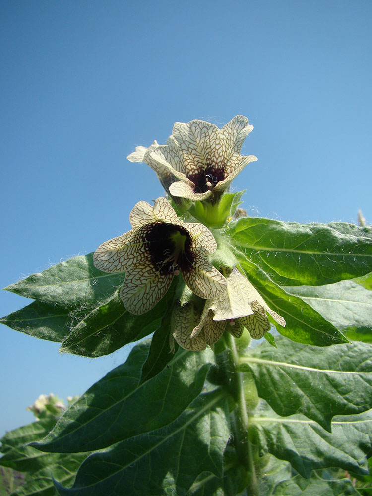 Изображение особи Hyoscyamus niger.