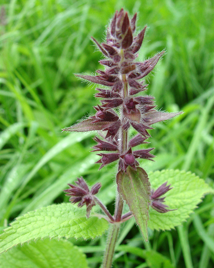 Image of Stachys sylvatica specimen.