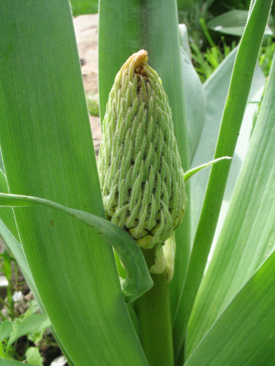 Image of Eremurus lactiflorus specimen.