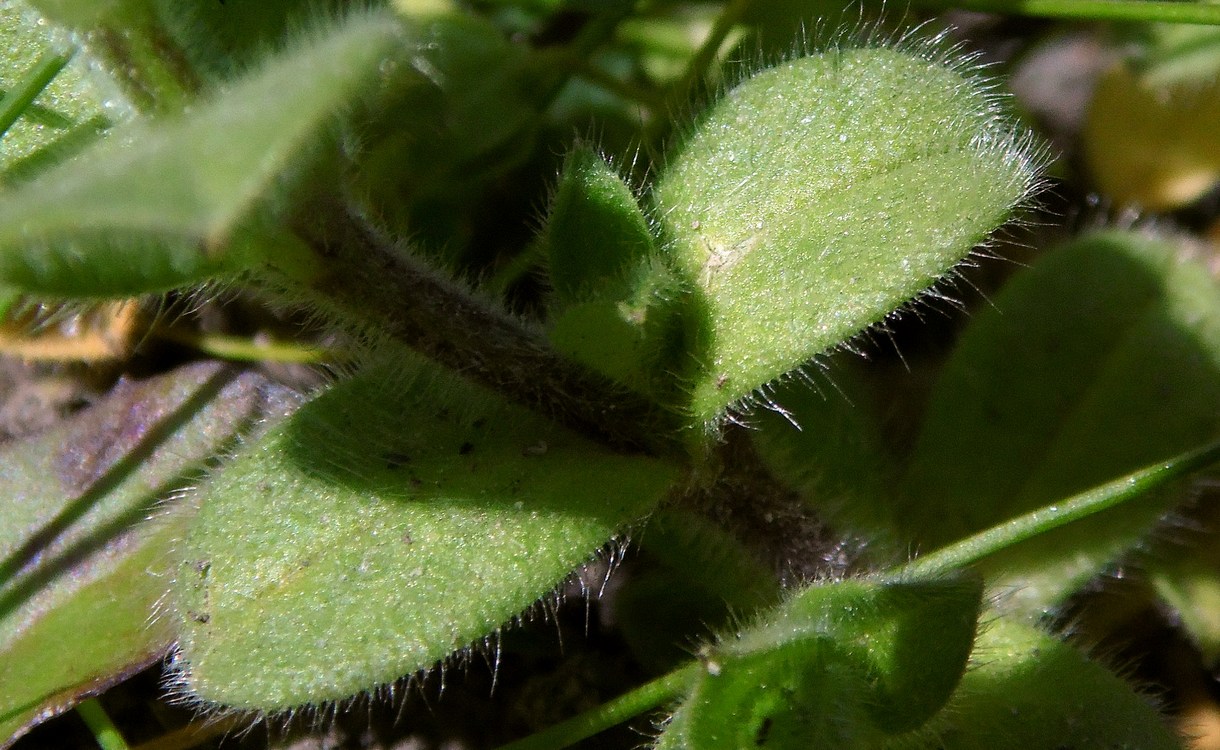 Image of Cerastium glomeratum specimen.