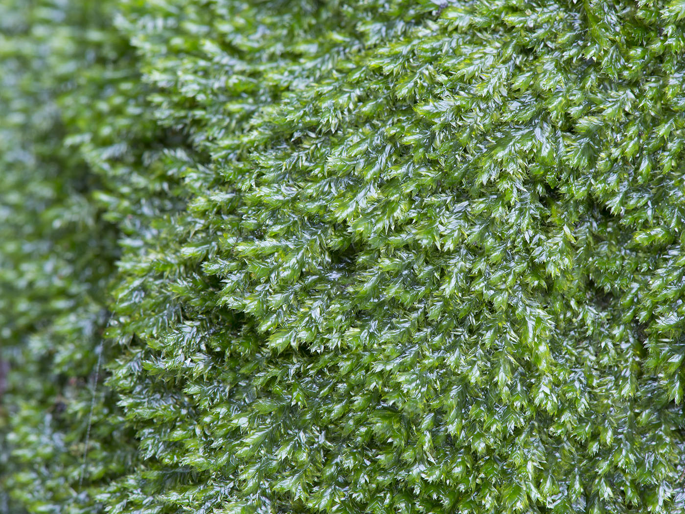 Image of Plagiothecium laetum specimen.