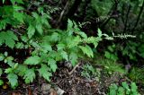 Artemisia keiskeana