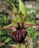 Ophrys mammosa. Цветок. Крым, окр. с. Терновка, редколесье из дуба и можжевельника колючего. 2 мая 2016 г.