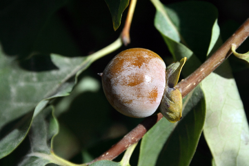 Image of Diospyros lotus specimen.