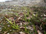 Lycopodium lagopus