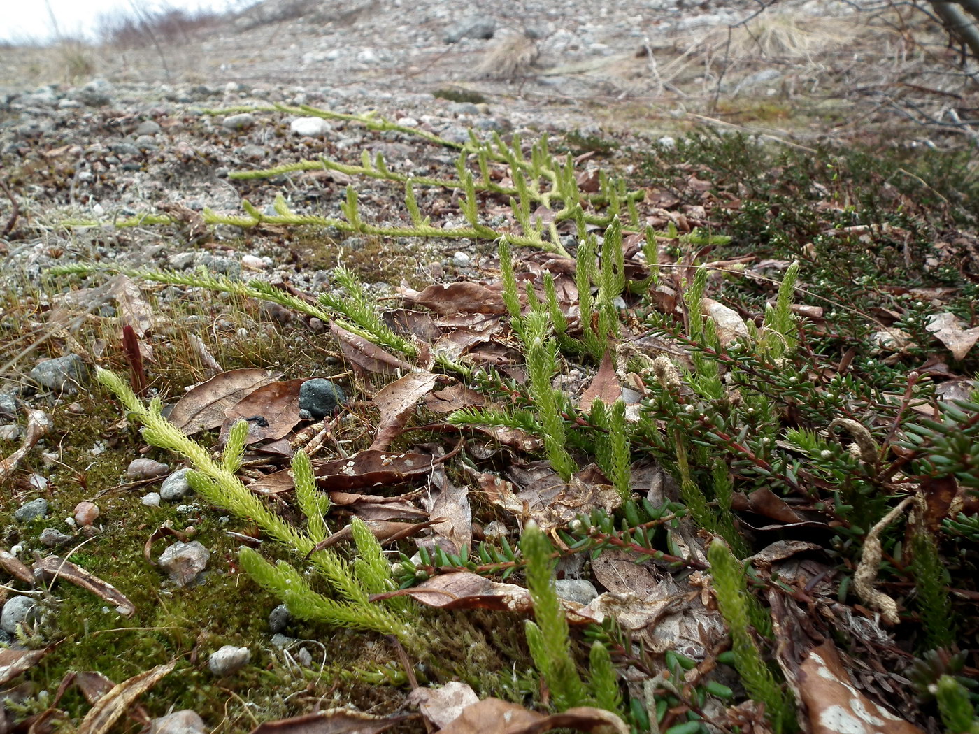 Image of Lycopodium lagopus specimen.