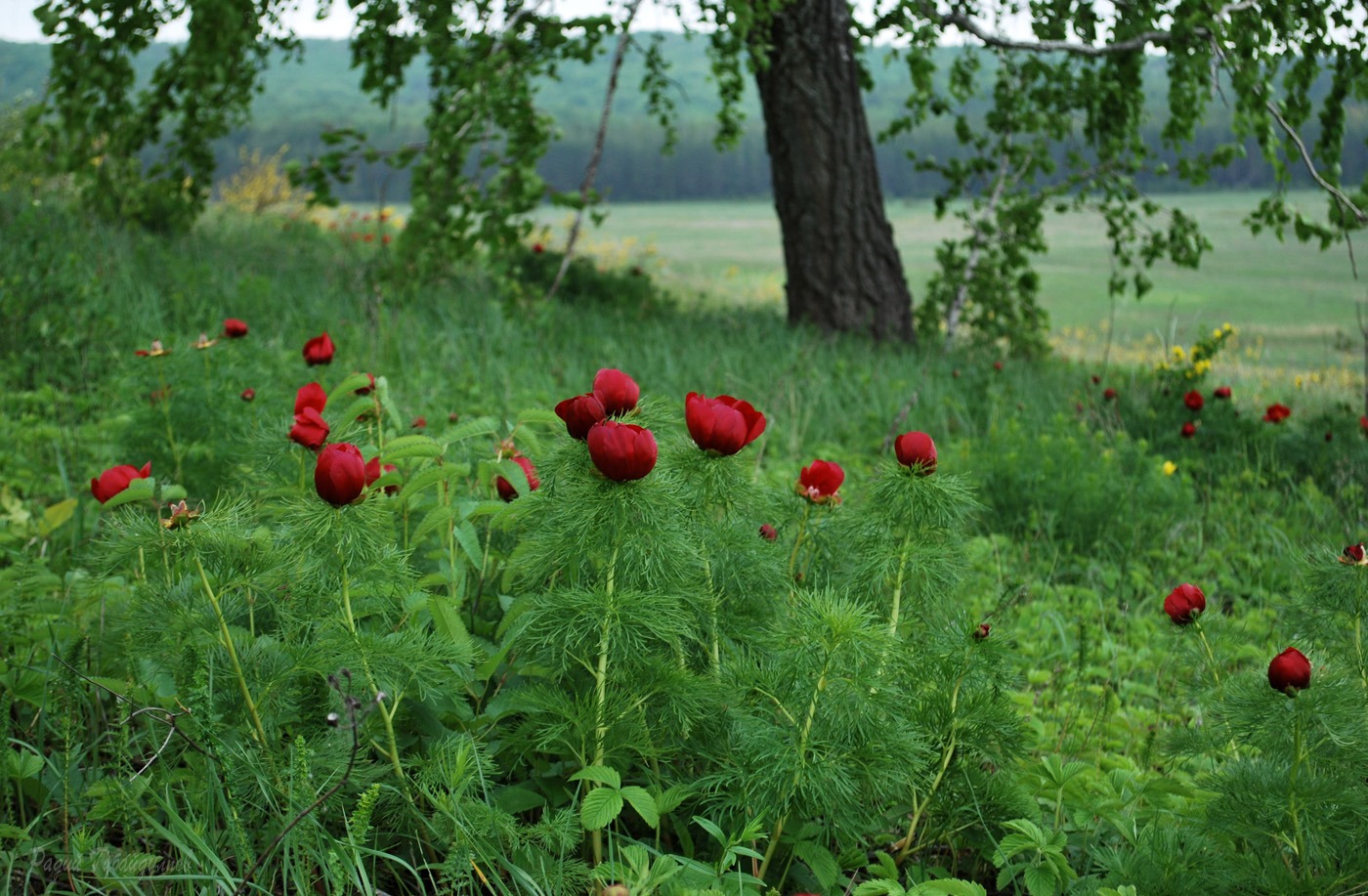 Image of Paeonia tenuifolia specimen.