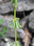 Galium verticillatum