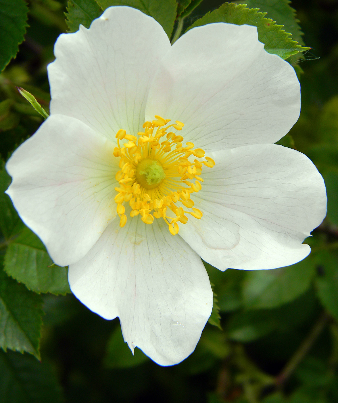 Image of genus Rosa specimen.