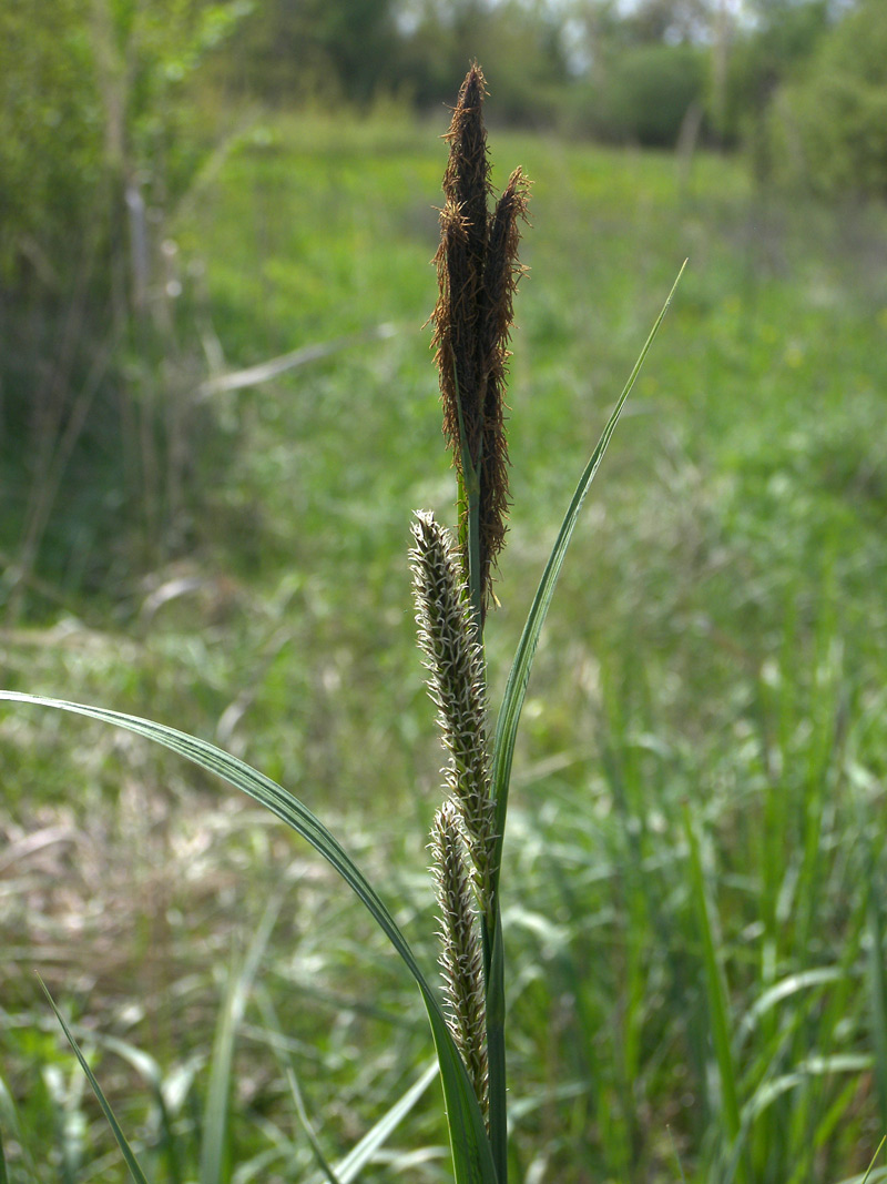 Изображение особи Carex acutiformis.