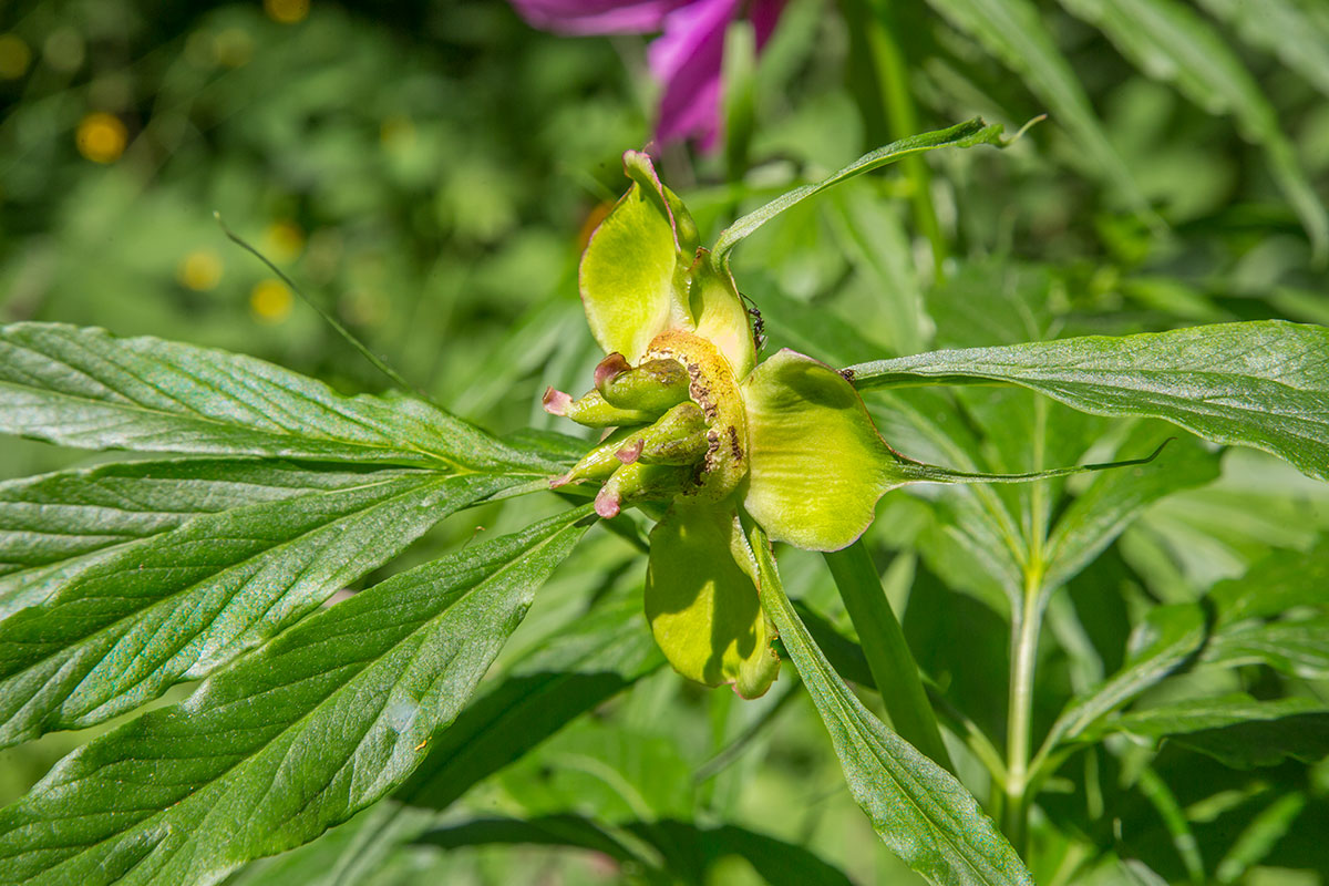 Image of Paeonia anomala specimen.