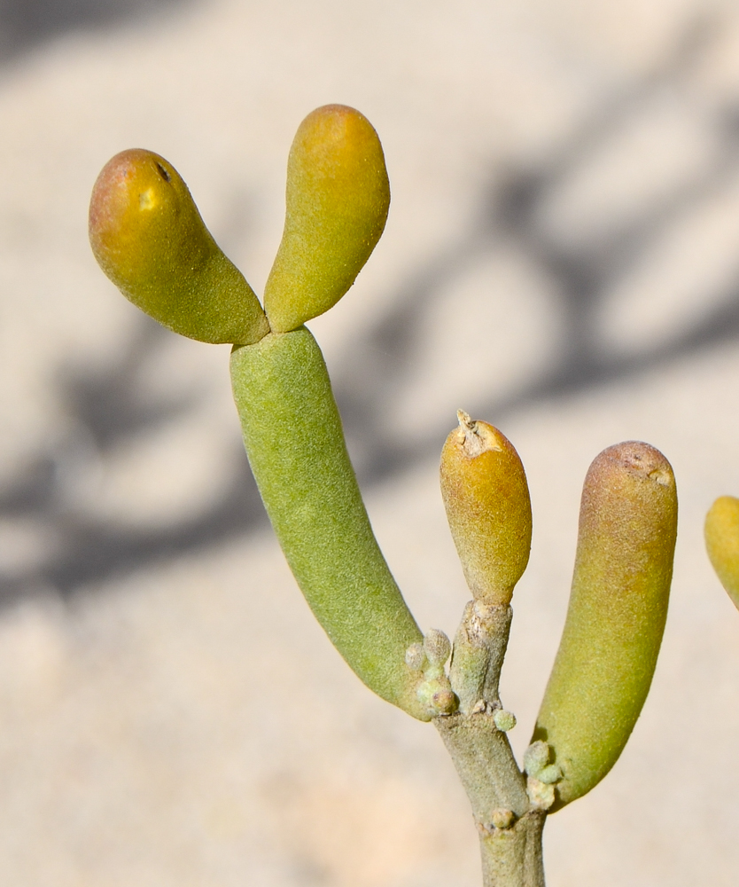 Изображение особи Tetraena fontanesii.