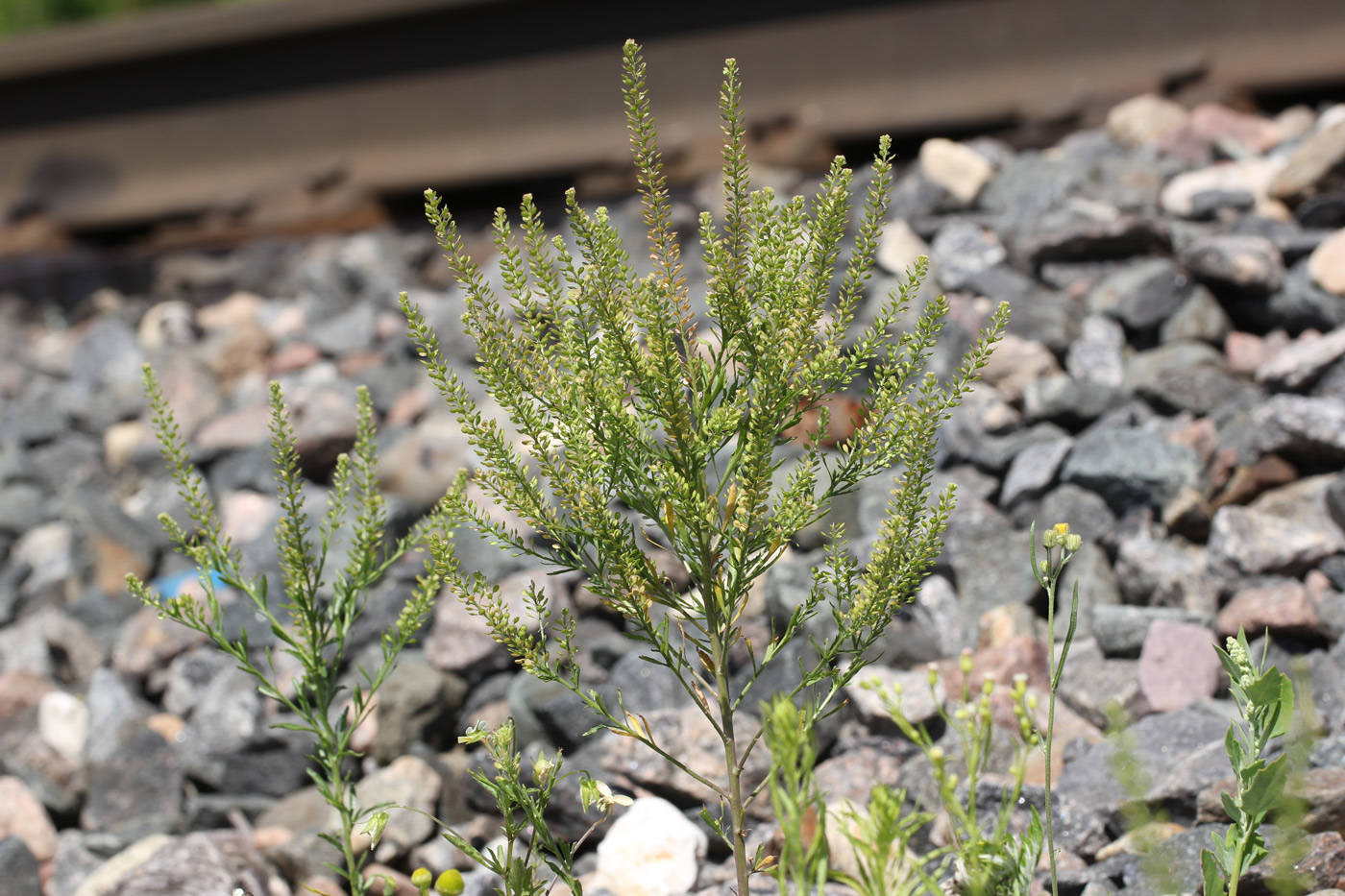 Image of Lepidium densiflorum specimen.