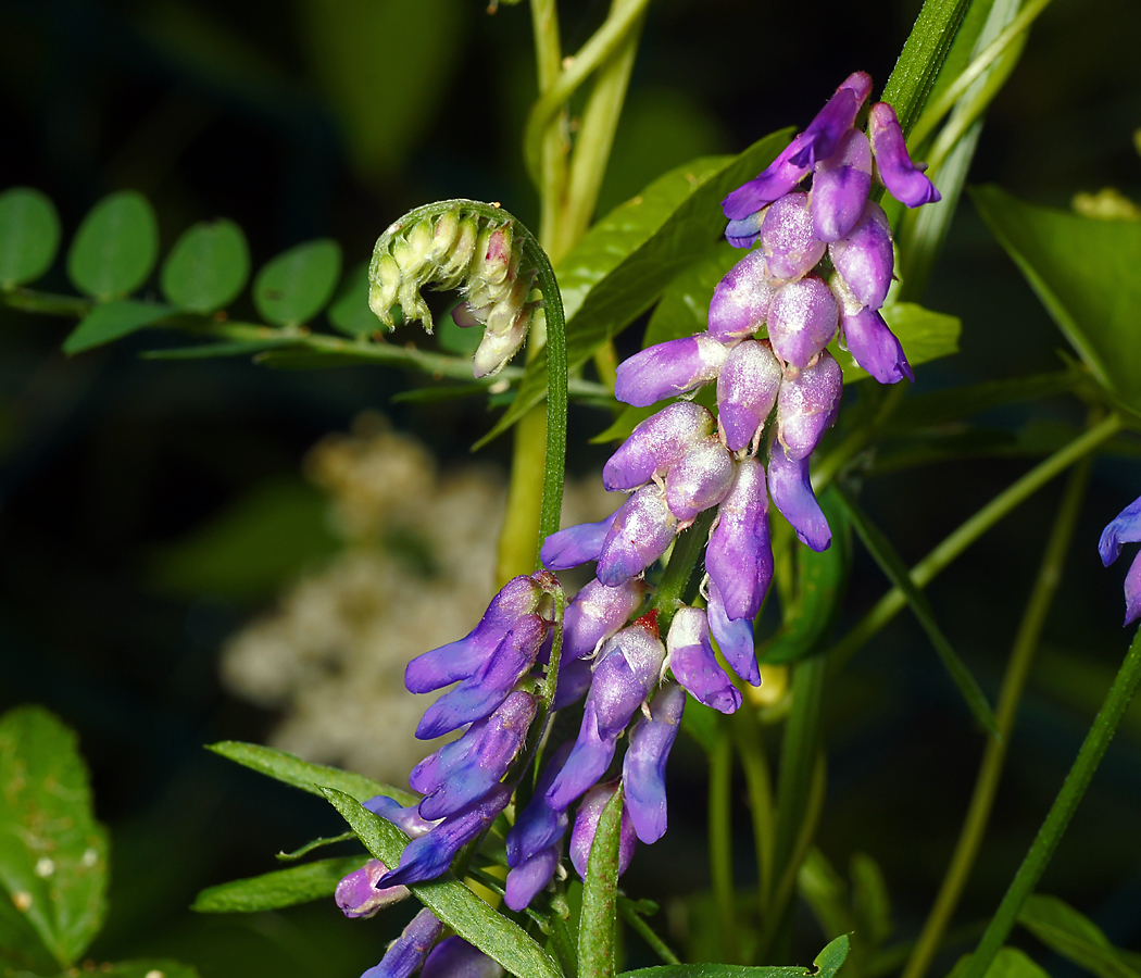 Изображение особи Vicia cracca.