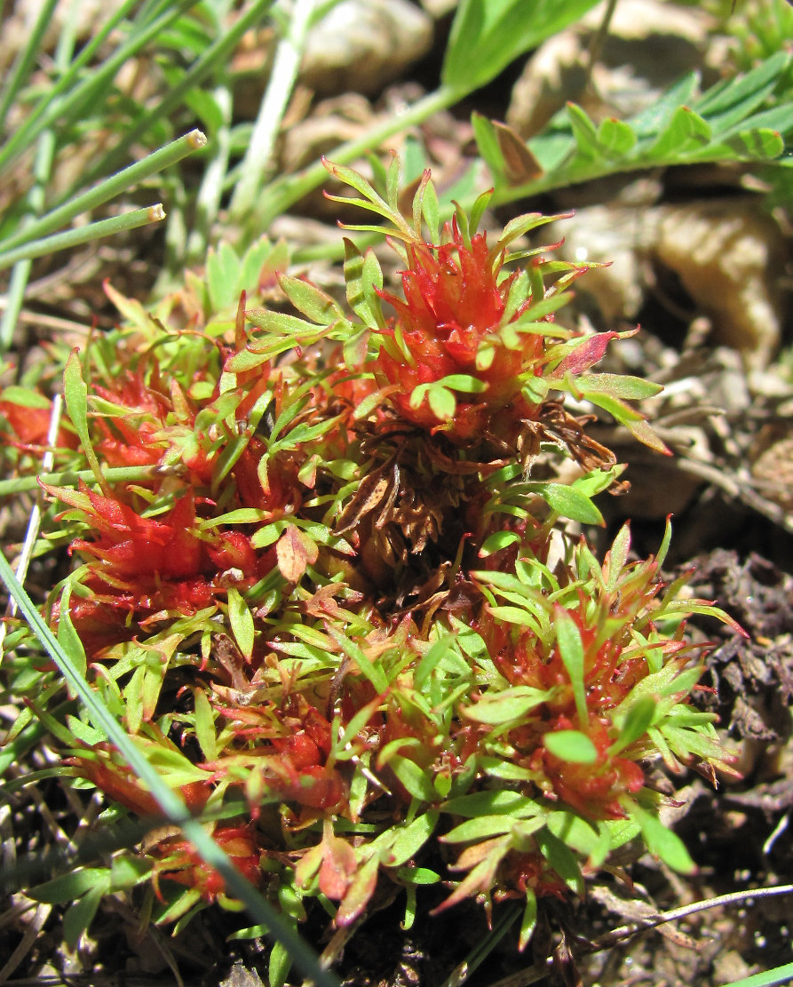 Image of Potentilla orientalis specimen.