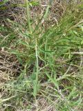 Centaurea orientalis