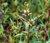 Bidens tripartita. Соцветия на верхушках побегов. Московская обл., Раменский р-н, окр. ж.-д. платформы Хрипань, просека под ЛЭП. 10.08.2016.