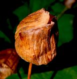 Calystegia silvatica